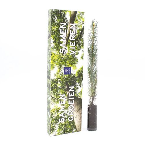 Tree in a box - Image 1